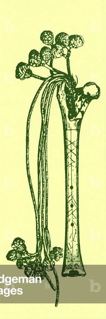 flûte osseuse du chasseur de