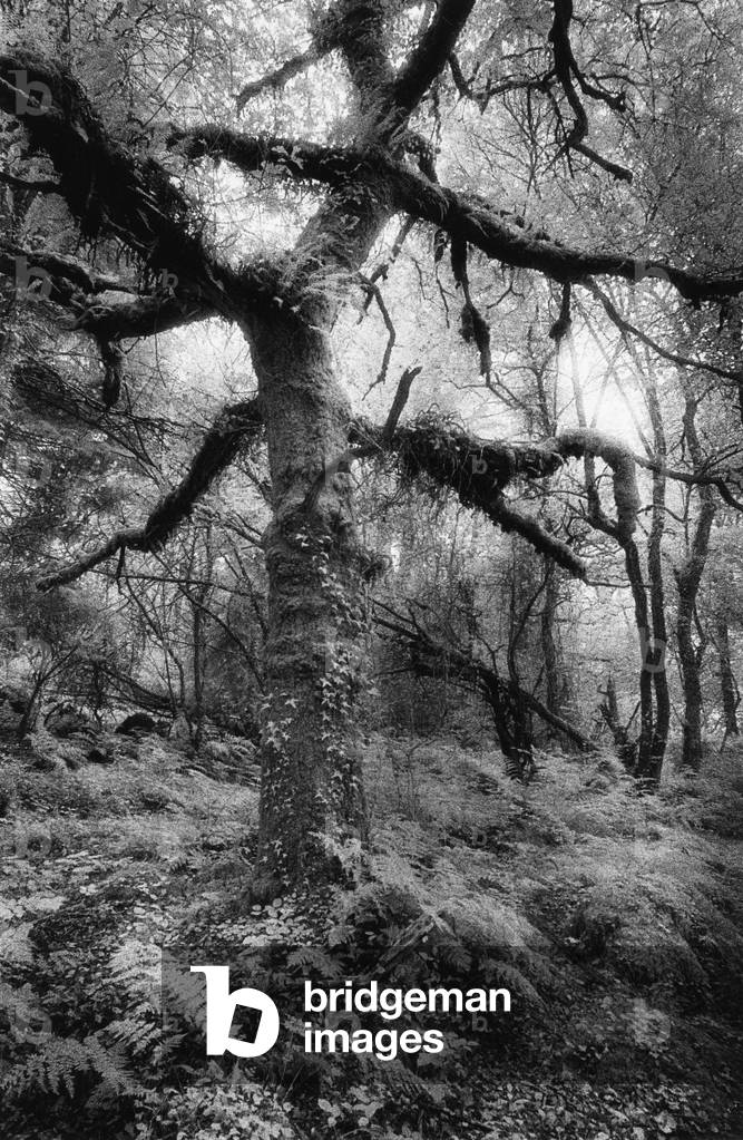 Immagine di Fotografia "Bosco ai margini di Dartmoor" di Simon Marsden, b/w