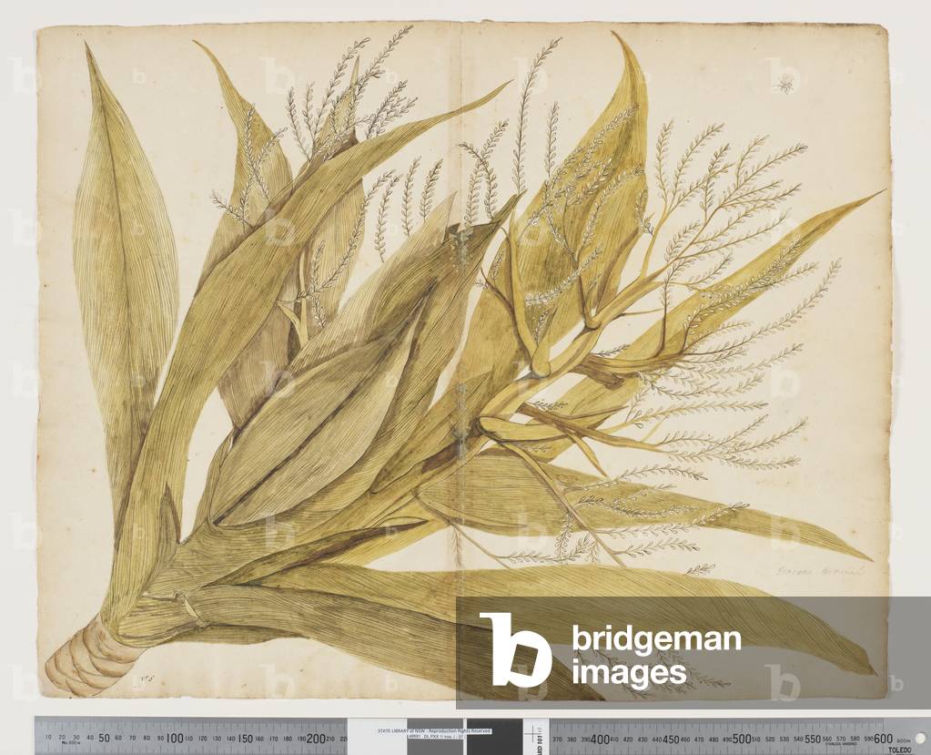 "F.4 Cordyline obtecta" 1790 von John Doody