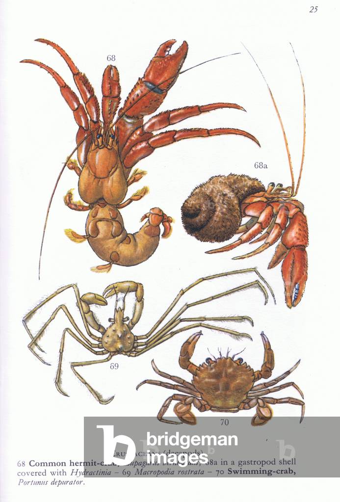 "Krebstiere (Decapods) Common Hermit Crabs" von Anton Henning