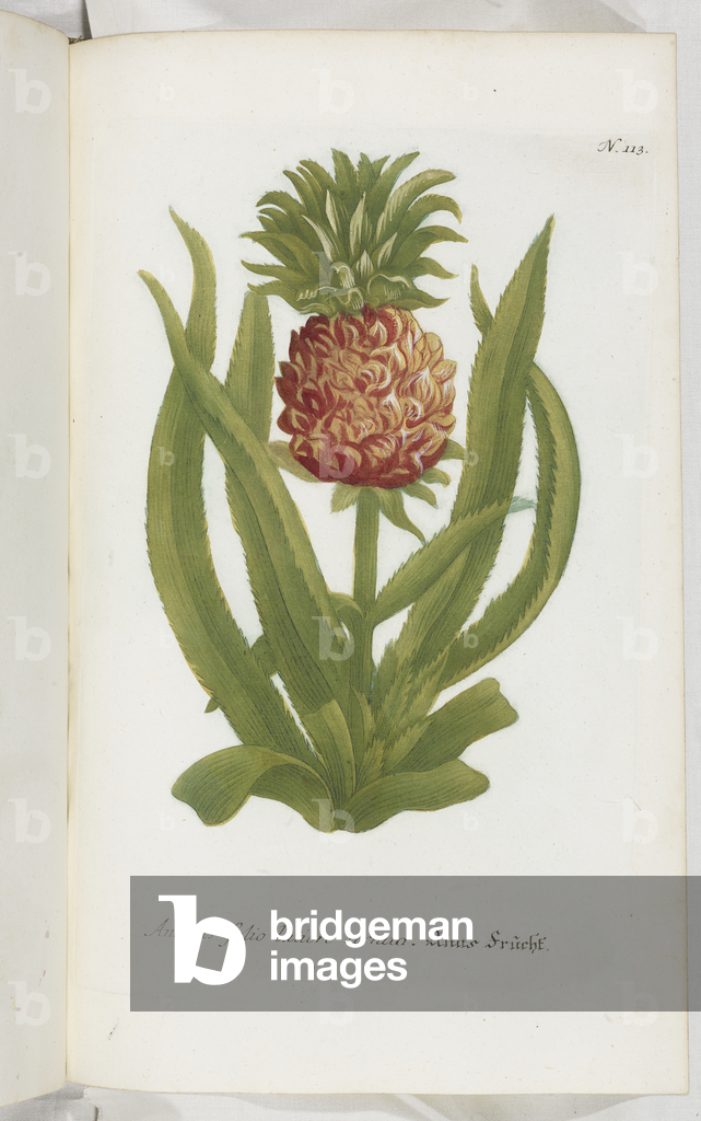 Image de Gravure représentant Ananas folio latiore serrato 1737