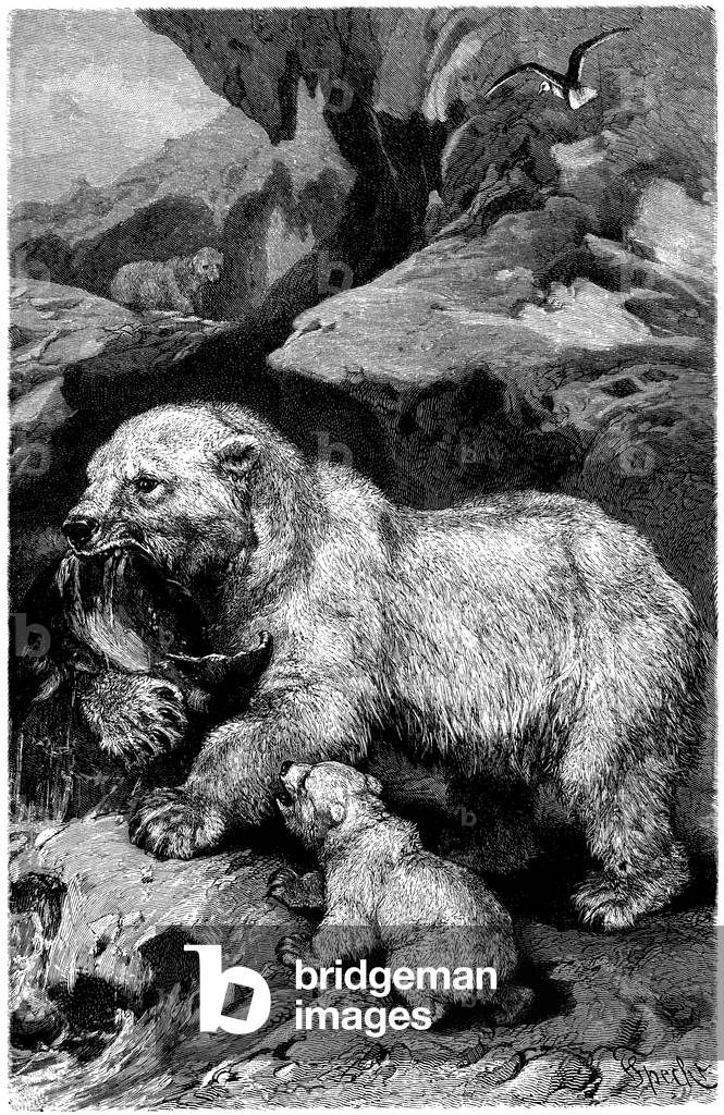 Image of Engraving depicting Polar Bear, b/w