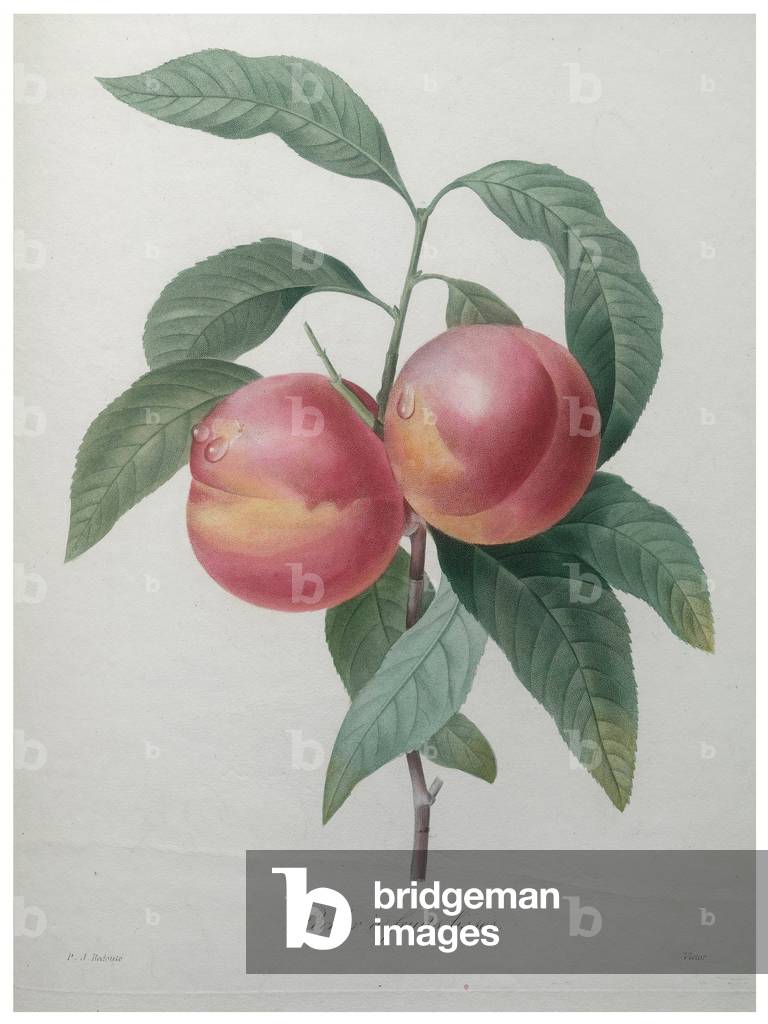 Peaches