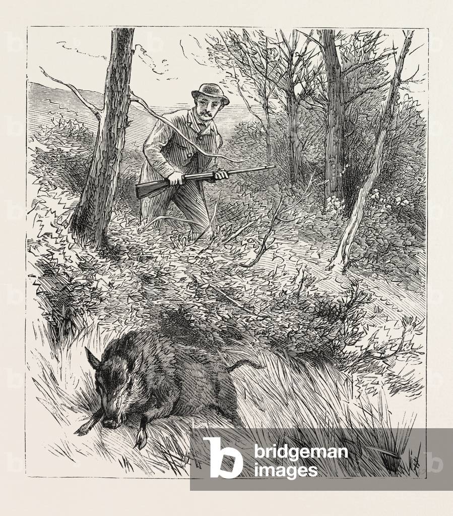 Image of Engraving depicting Starts a Pig While Looking for Woodcock, b/w