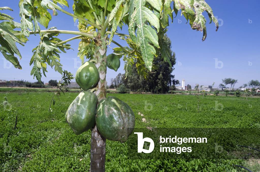 Pianta di papaia fruttuosa in un progetto di permacultura e di abeti recentemente piantati, valle del fiume So
