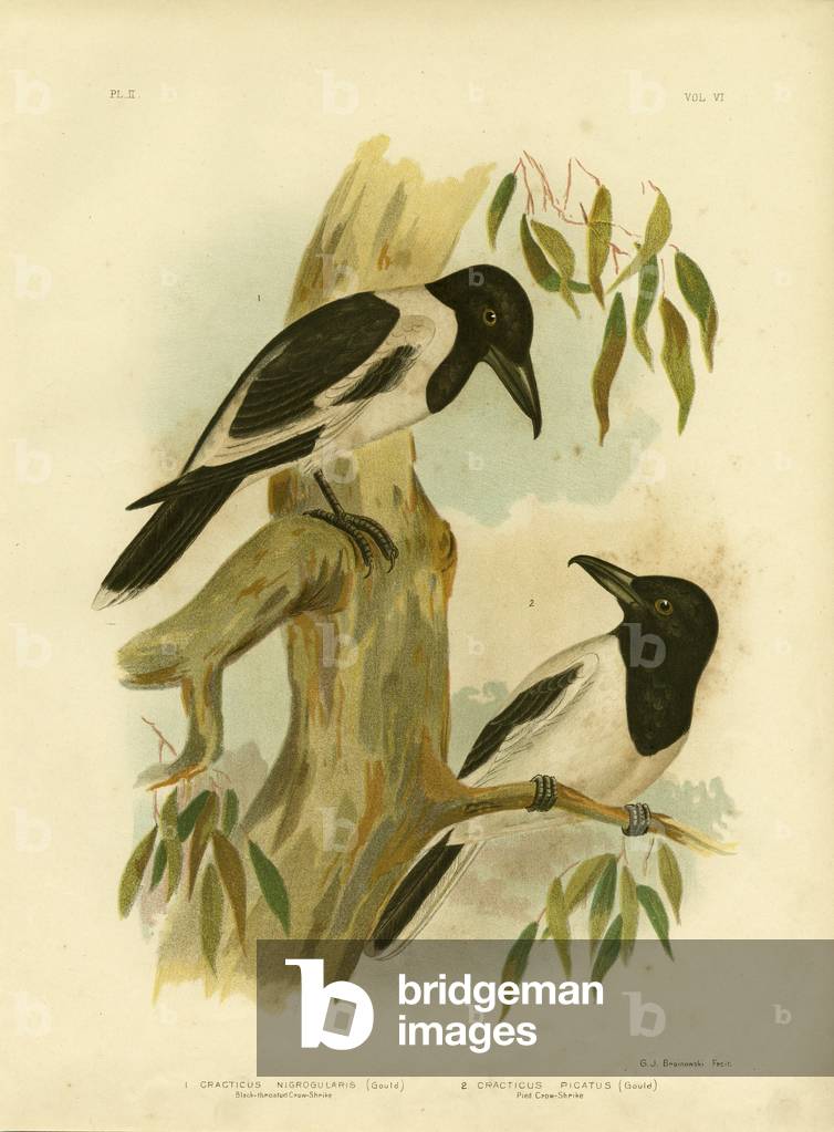 Pie-grièche hocheuse à gorge noire, 1891 par Gracius Broinowski, b/w