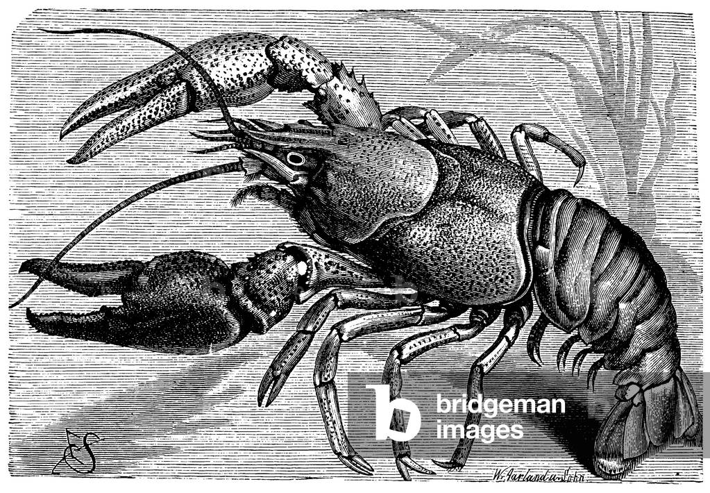 Image of Engraving depicting Crayfish, b/w