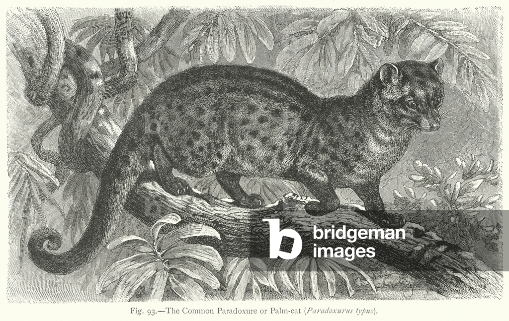 Image de Gravure représentant Paradoxe commun ou chat palmiste (Paradoxurus Typus) (gravure) 1801 par Friedric