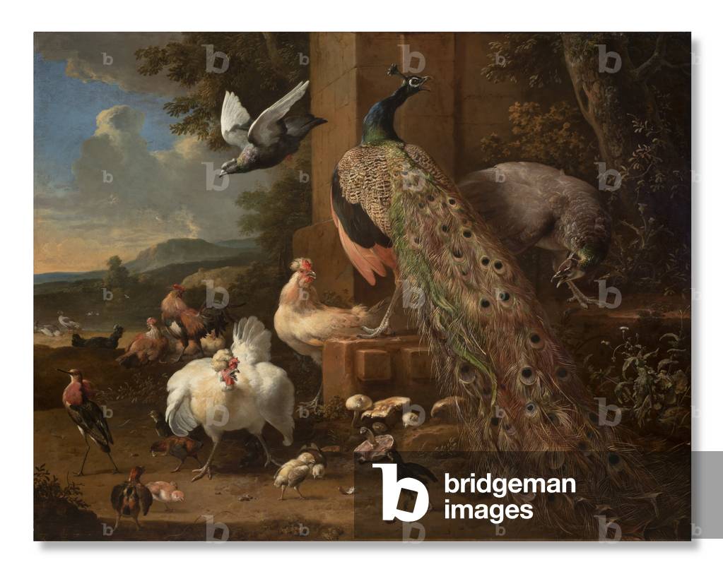 Bild von Gemälde "Menagerie" 1680 von Melchior de Hondecoeter