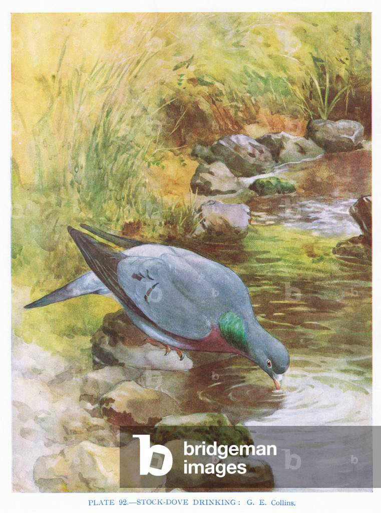Stock Taubentrinken, Illustration aus 'British Birds' von Kirkman & Jourdain, 1966 (Farbe Litho)