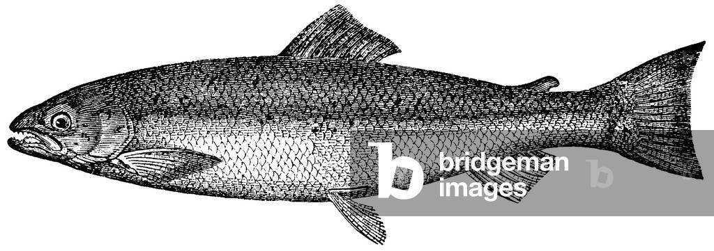 Image of Engraving depicting Salmon, b/w
