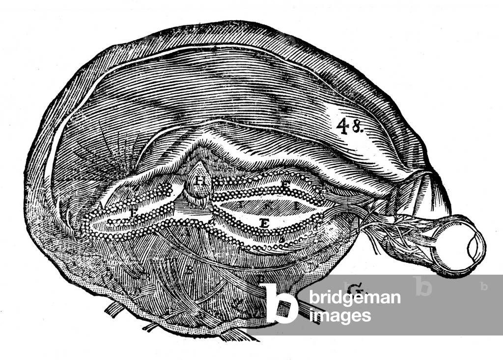 Descartes' diagram of the human brain and eye. From Rene Descartes Opera Philiosophica, b/w
