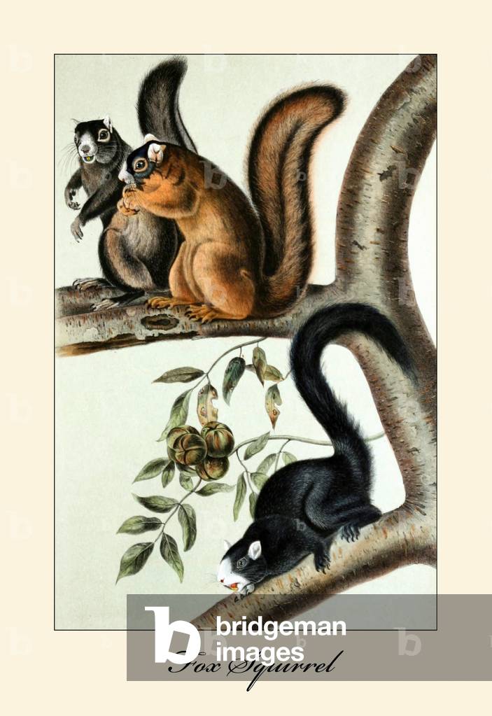 "Fuchs-Eichhörnchen"