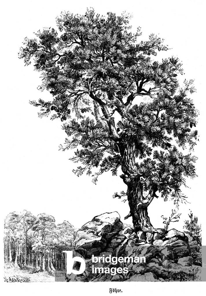 Image of Engraving depicting Scots pine, b/w
