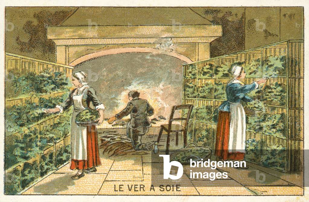 Allevamento bachi da seta (cromolito)