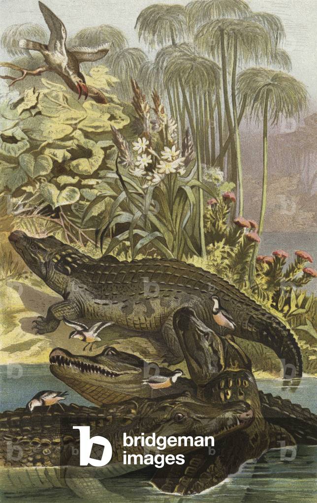 "Nilkrokodil (chromolito)" di European School