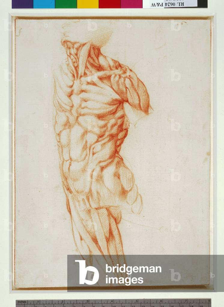 Ecorché di un busto maschile (gesso rosso su carta)