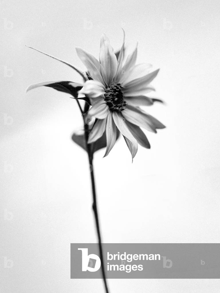 Inmitten der Blumen 25, 2021 (s/w Foto)