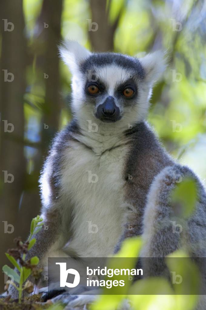Ring Tailed Lemur (photo)