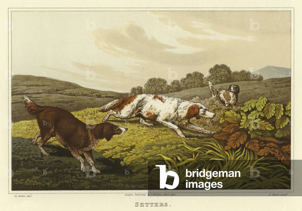 "Setter (Chromolitho)" von Henry Thomas Alken, b/w