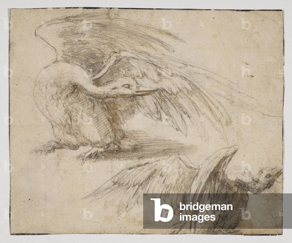 "Zwei Schwäne" von Giovanni da Udine