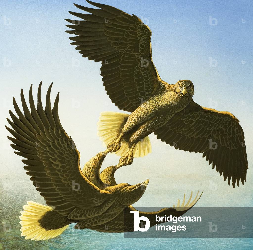 Sea Eagles (Gouache auf Papier)