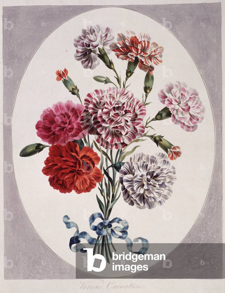 Dianthus caryophyllus