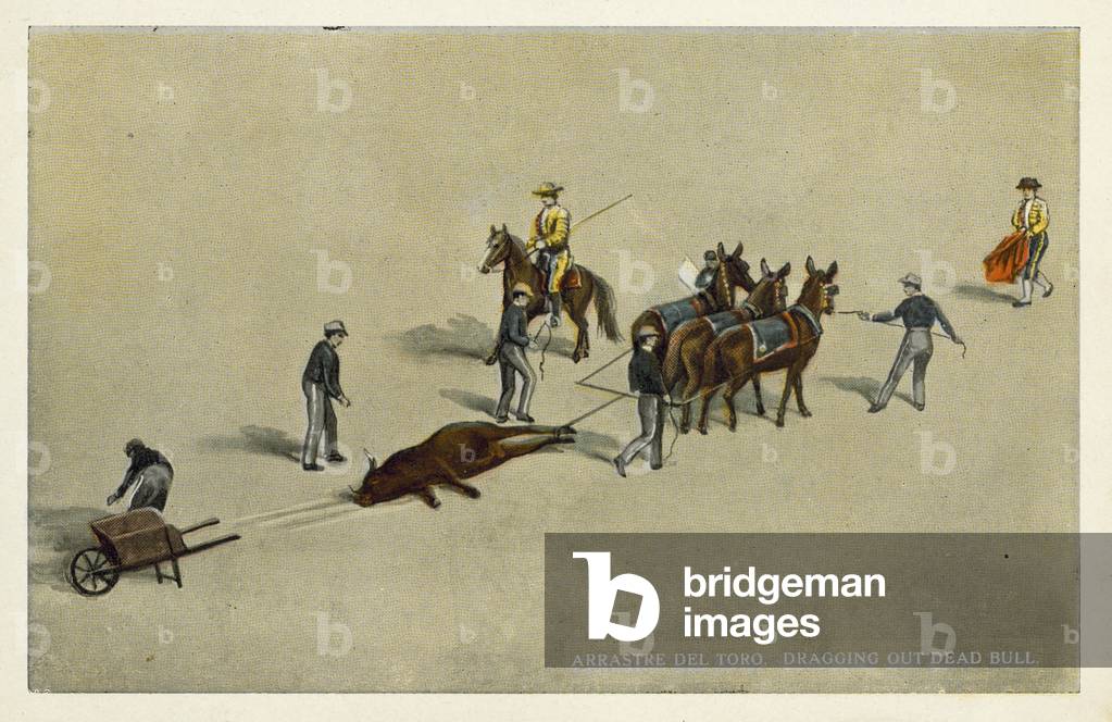Image of Photography depicting Mexican bull fight: Draging out dead bull (colour photo) 1920 by Mexican Photog