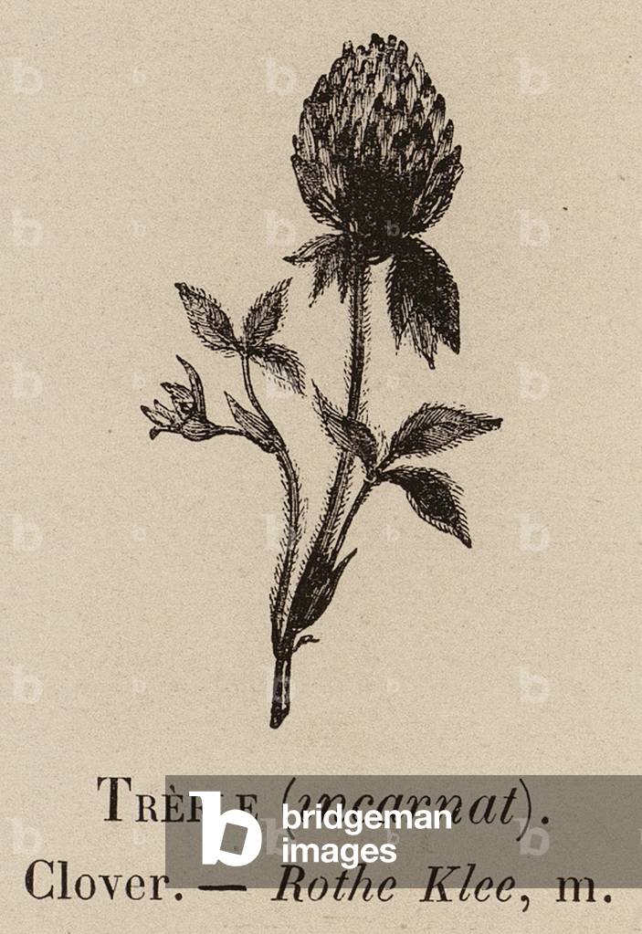 "Le Vocabulaire Illustre: Trefle (incarnato); Trifoglio; Rothe Klee (incisione)" 1873 di European School