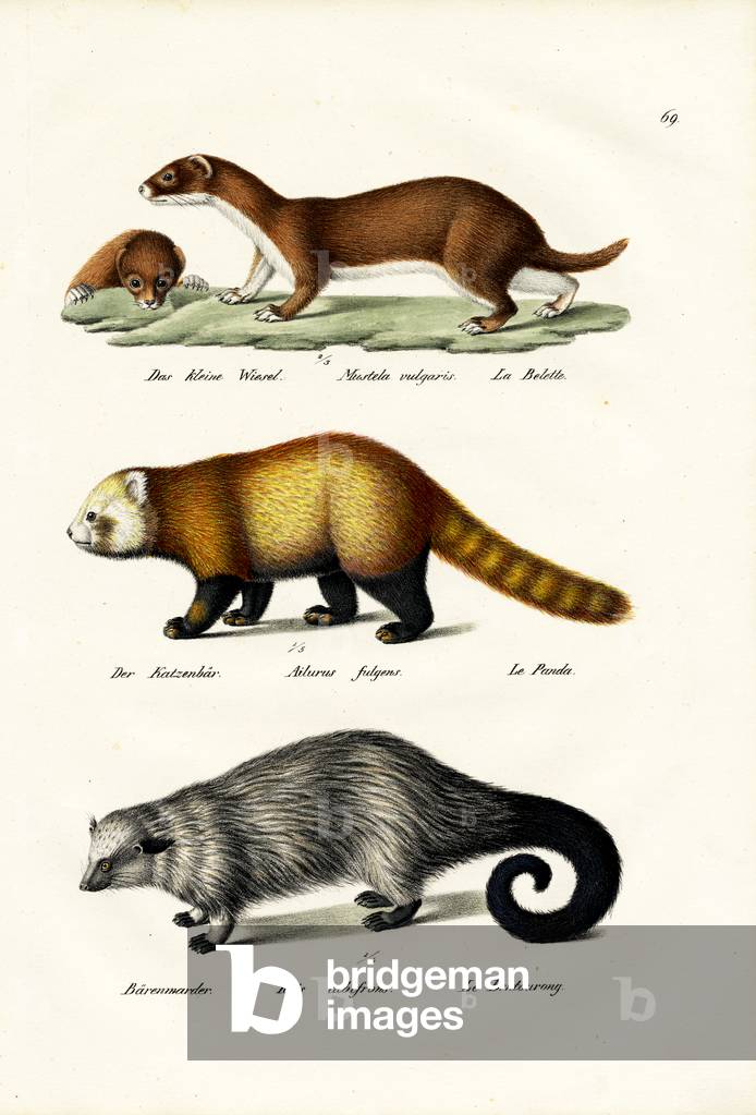 Weasel 1824 by Karl Joseph Brodtmann