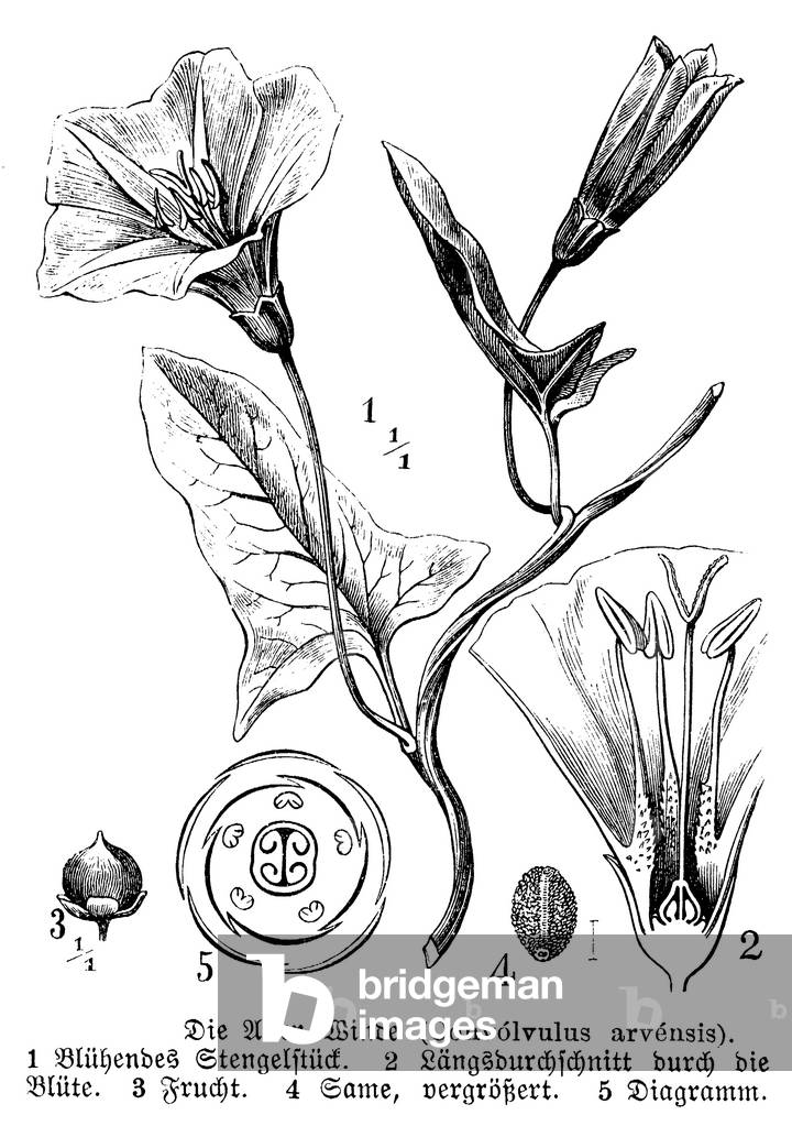 Image of Engraving depicting Field Bindweed, b/w