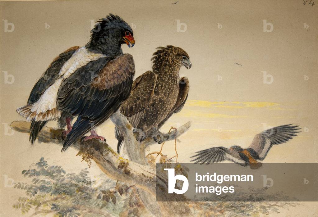 Bild von Zeichnung "Bataleur-Adler (Helotarsus ecaudatus)", 1856-67 von Joseph Wolf