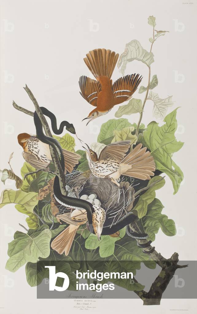 Image of Engraving depicting Illustration from 'Birds of America', 1827-38 by John James Audubon
