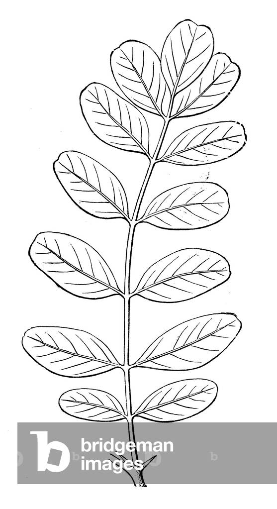 Robinia : feuille