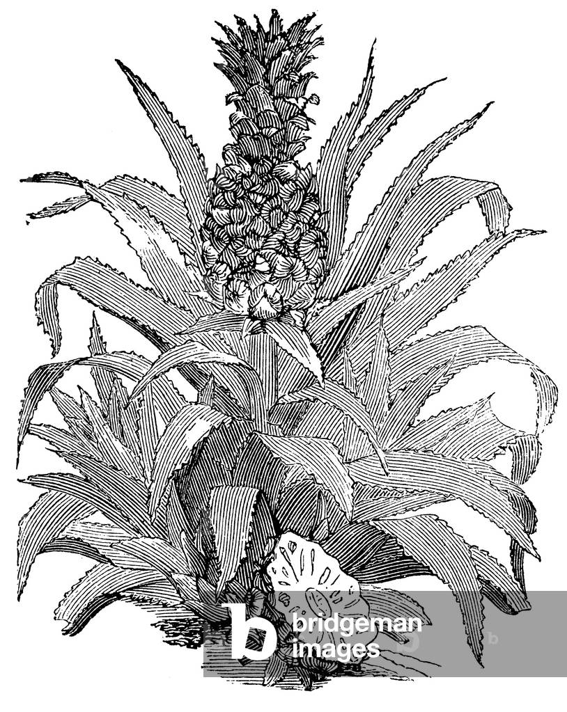 Pineapple, b/w