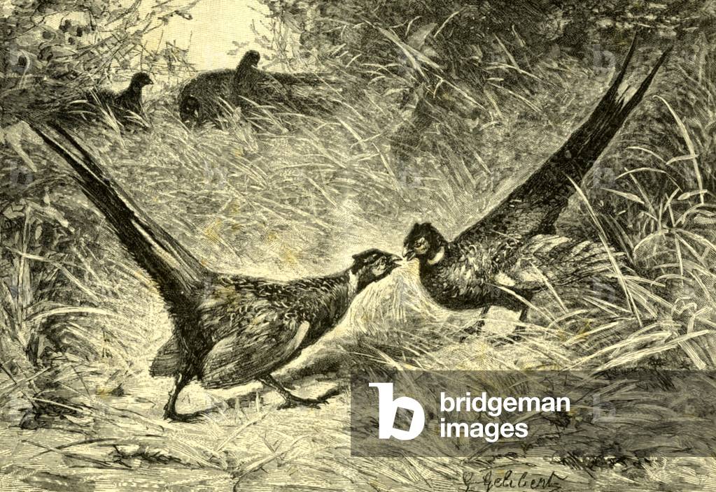 Image of Engraving depicting Pheasants Austria 1891, b/w
