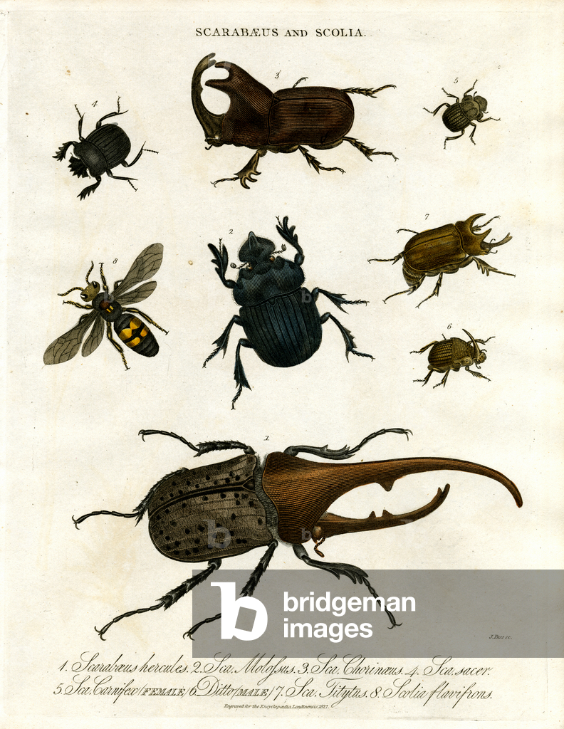 Image of Print depicting Scarabaeus and Scolia (Beetles and Digger Wasps) 1810 by John Pass