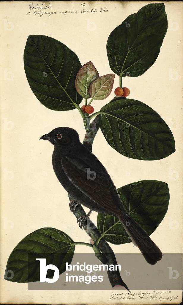 "Una specie di Coucal"