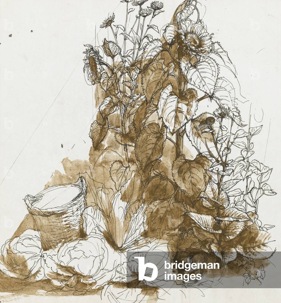 Studio di un girasole con cavoli e cestino, c.1950 (penna & inchiostro con marrone lavaggio su carta)