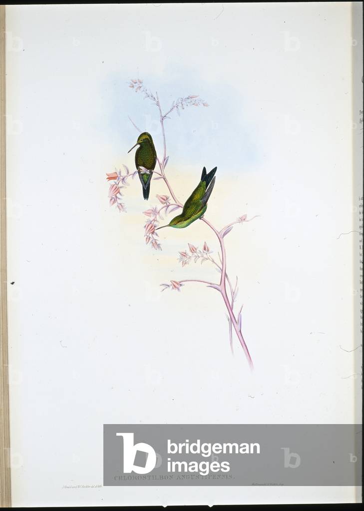 Immagine di Stampa "Smeraldo colombiano (Chlorostilbon Angustipennis) (lito colorato a mano)" di John Gould