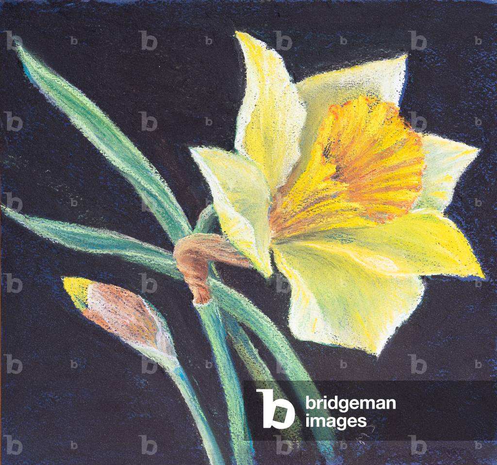 Die Schönheit einer Narzisse, 2021 (Pastell)