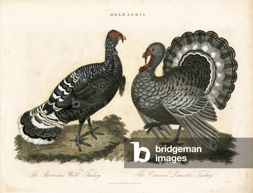 Image of Print depicting Turkeys 1810 by John Pass