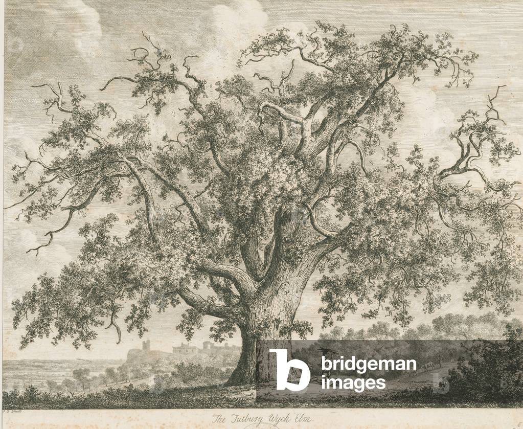 "Tutbury - 'Wychelm': Radierung" von Jacob George Strutt