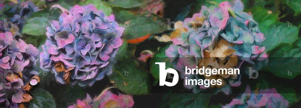 

Les hydrangeas 2018 par Helen White