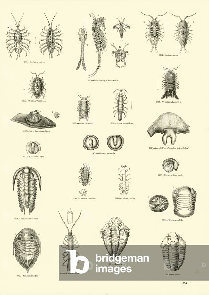 Page du Musée Pictorial de la Nature Animée (gravure) par English School, b/w