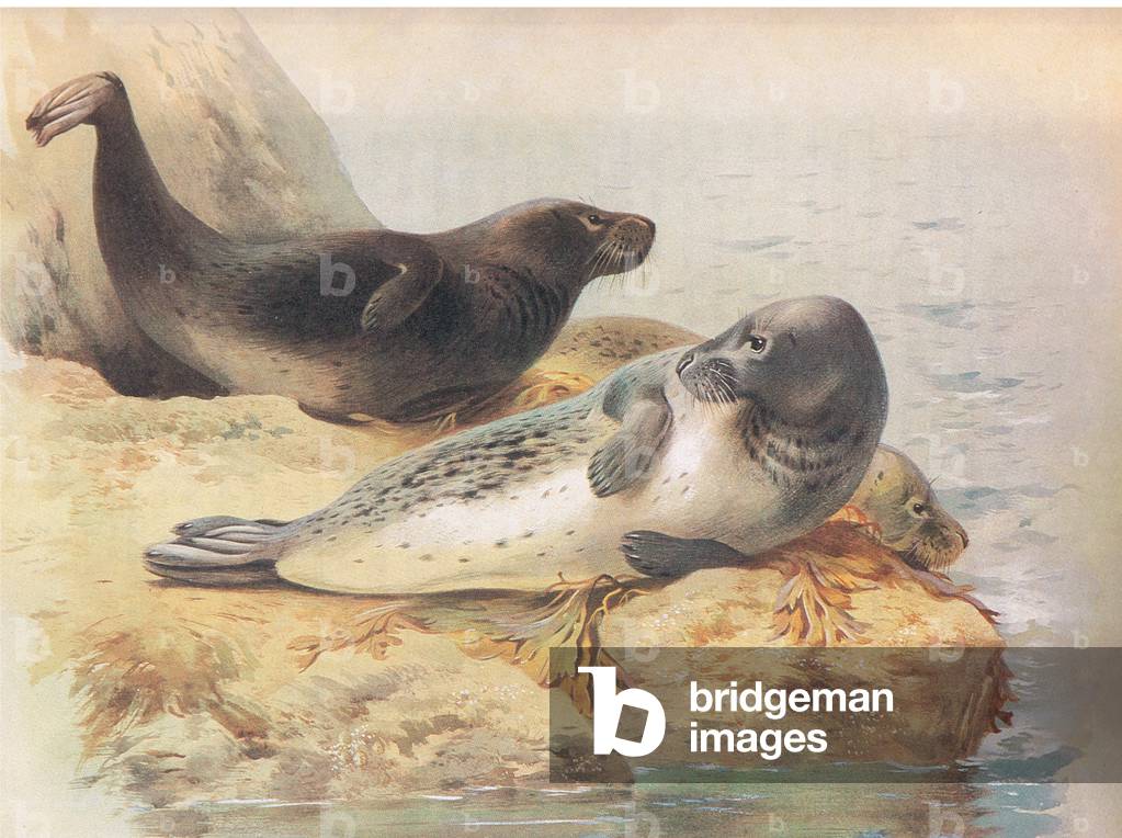 The Grey Seal, from Thorburn' s Mammiferi edito da Longmans and Co., c. 1920 (colore lito)