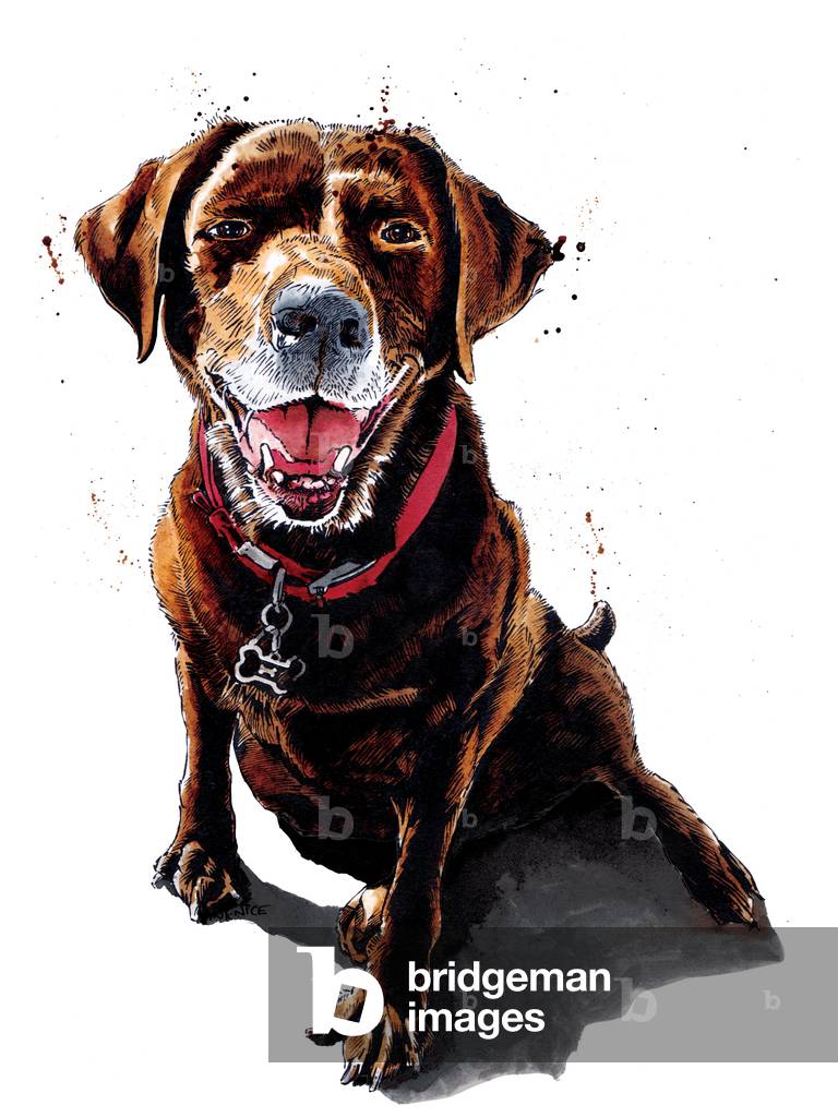 Immagine di Disegno "Nessa The ChocLab on White" 2020 di Mike Davis
