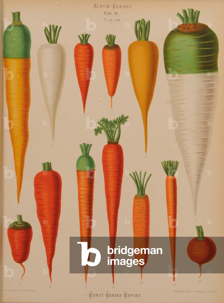 Image of Print depicting Carrots (Daucus carota) 1876 by Ernst Benary