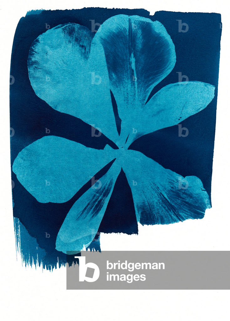 Papavero, 2023 (cianotipia)