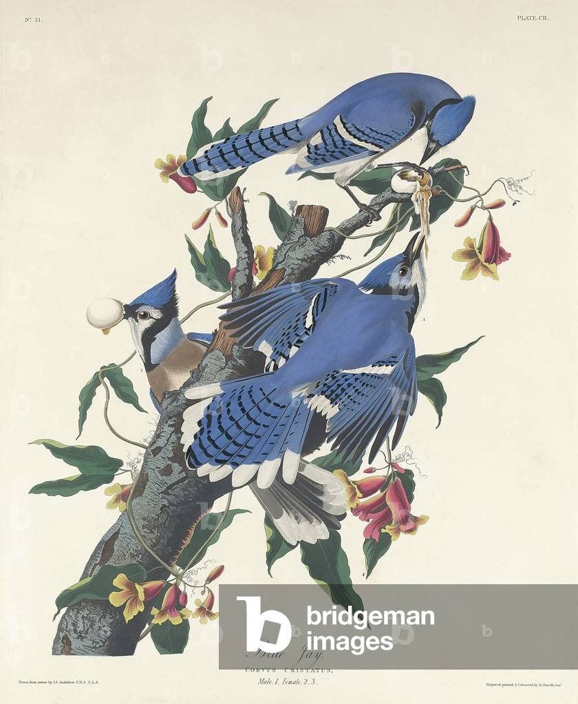 Image of Engraving depicting Blue Jay 1831 by John James Audubon